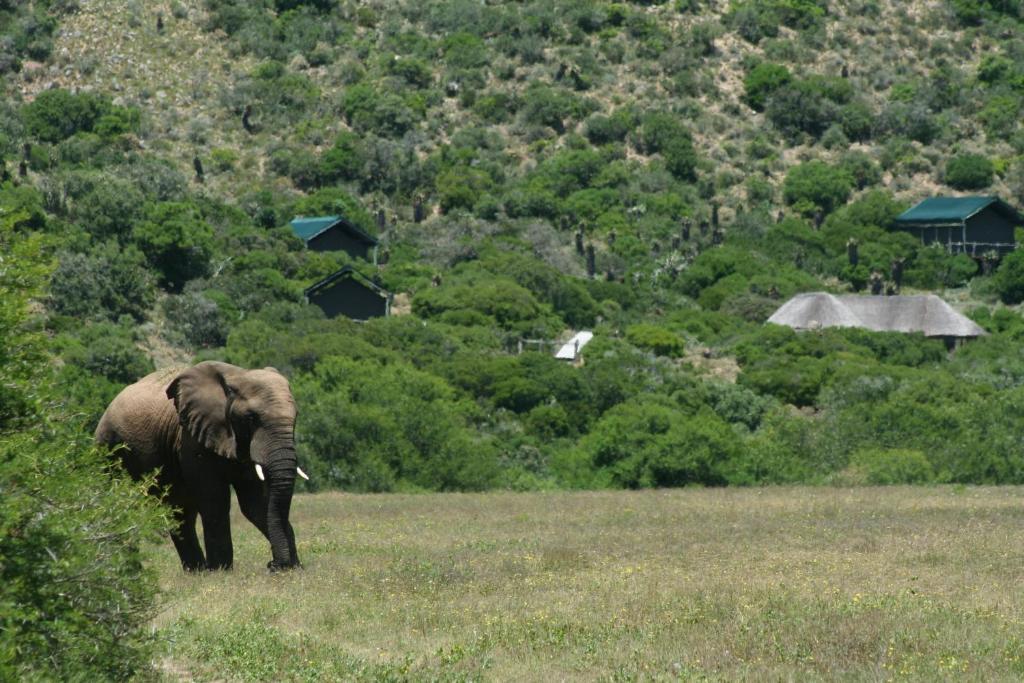 Hillsnek Safari Camp - Rezervaţia Naturală Amakhala Exterior foto