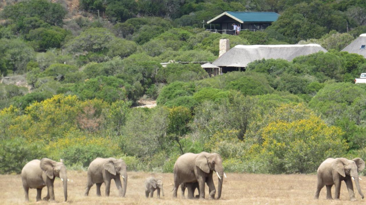 Hillsnek Safari Camp - Rezervaţia Naturală Amakhala Exterior foto